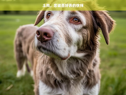 土狗，忠诚而好养的伙伴