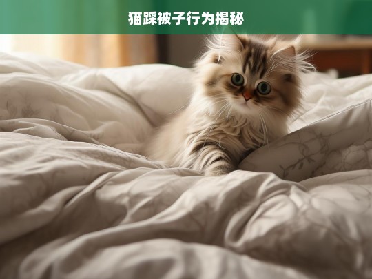 猫踩被子行为揭秘