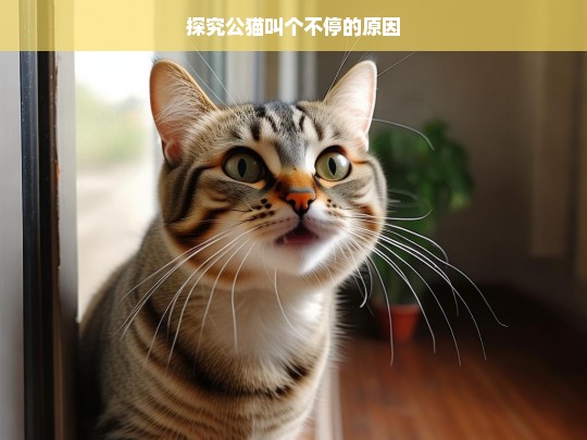 探究公猫叫个不停的原因