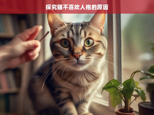 探究猫不喜欢人抱的原因