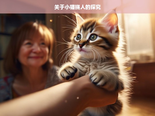 关于小猫挠人的探究