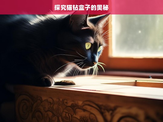 探究猫钻盒子的奥秘