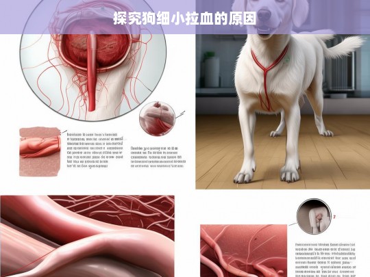 探究狗细小拉血的原因