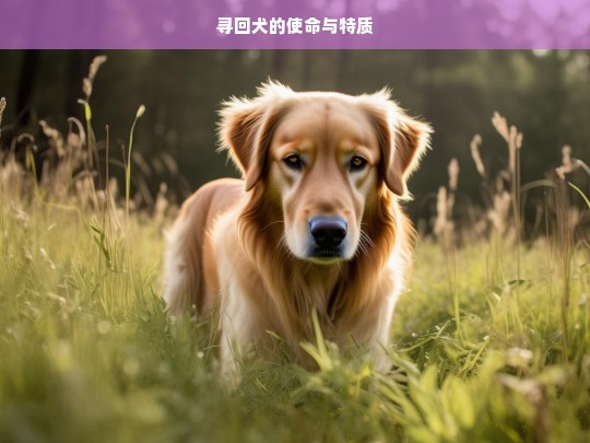 寻回犬的使命与特质