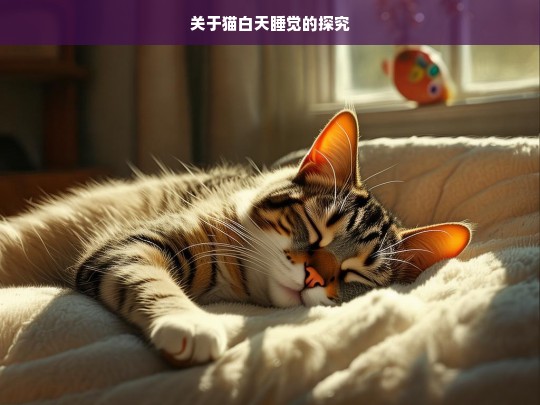 关于猫白天睡觉的探究