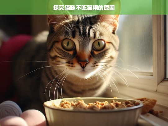 探究猫咪不吃猫粮的原因