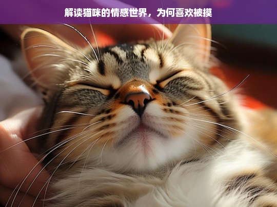 解读猫咪的情感世界，为何喜欢被摸