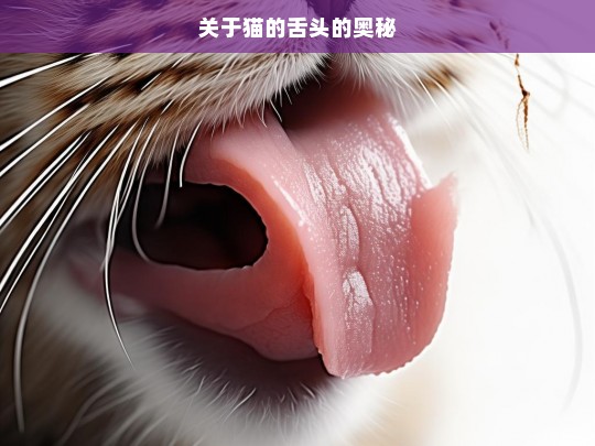 关于猫的舌头的奥秘