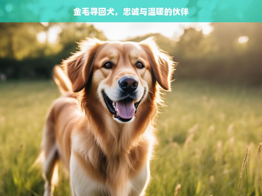 金毛寻回犬，忠诚与温暖的伙伴