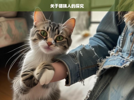 关于猫挠人的探究