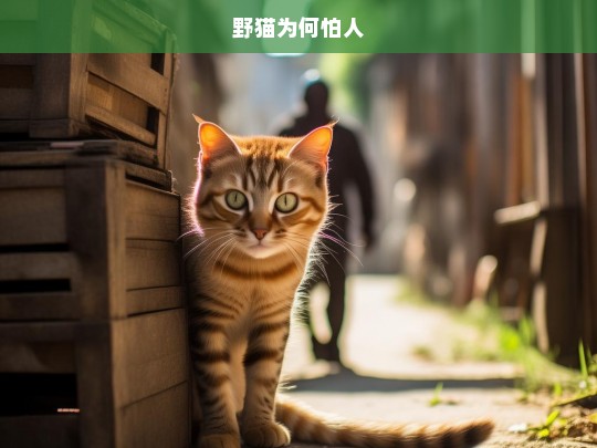 野猫为何怕人