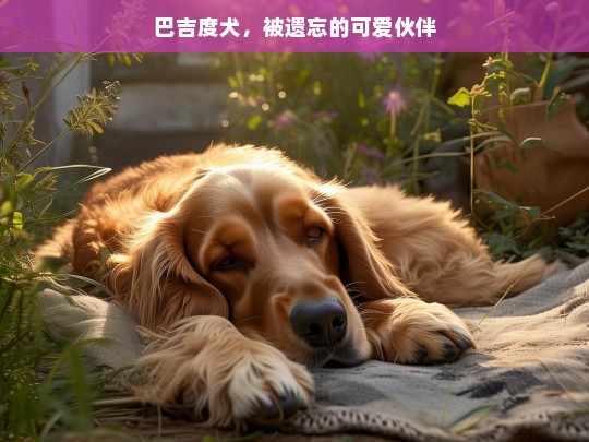 巴吉度犬，被遗忘的可爱伙伴