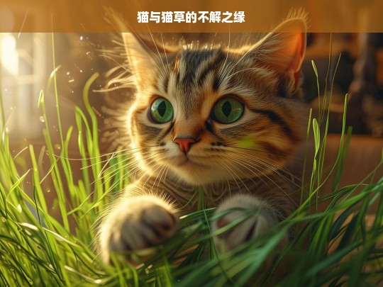 猫与猫草的不解之缘