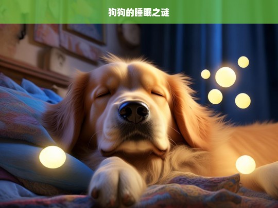 狗狗的睡眠之谜