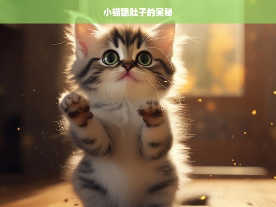 小猫舔肚子的奥秘