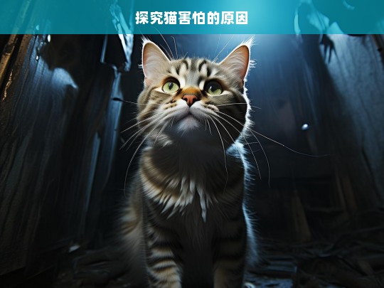 探究猫害怕的原因