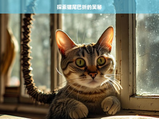 探索猫尾巴折的奥秘