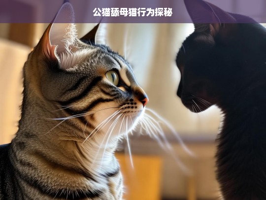 公猫舔母猫行为探秘