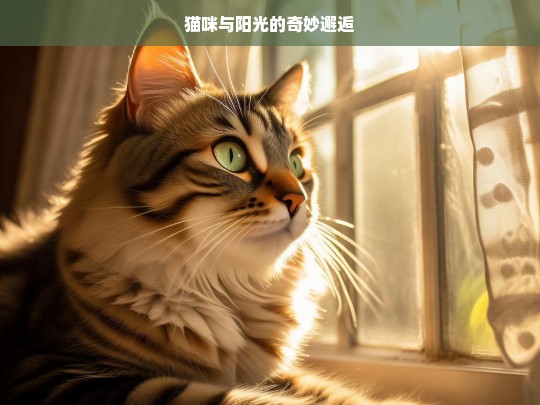 猫咪与阳光的奇妙邂逅