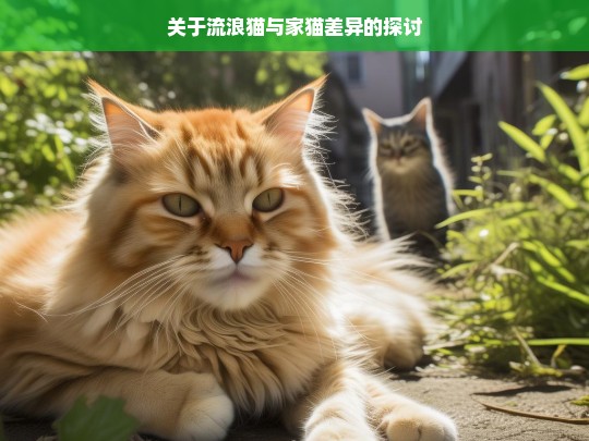 关于流浪猫与家猫差异的探讨