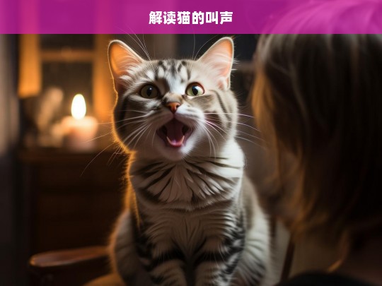 解读猫的叫声