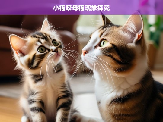 小猫咬母猫现象探究