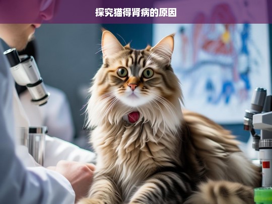 探究猫得肾病的原因