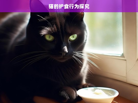 猫的护食行为探究