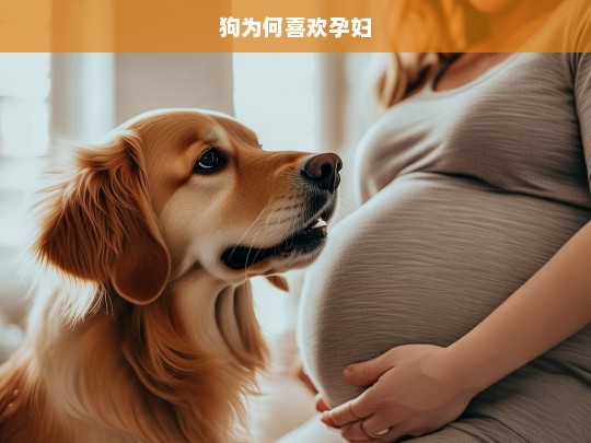 狗为何喜欢孕妇