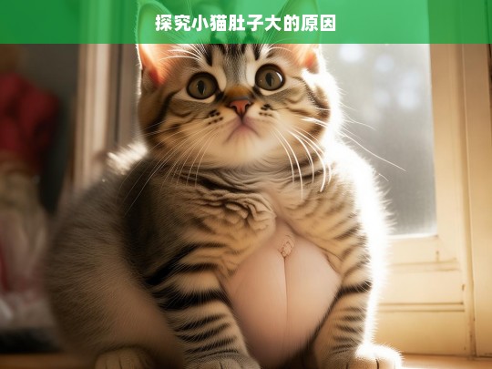 探究小猫肚子大的原因