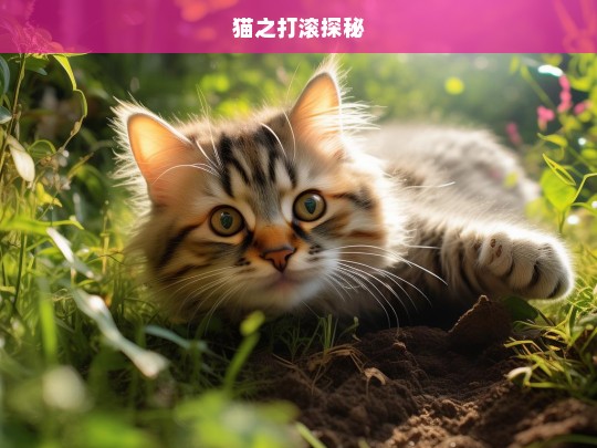 猫之打滚探秘