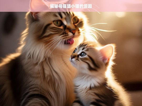 揭秘母猫舔小猫的原因