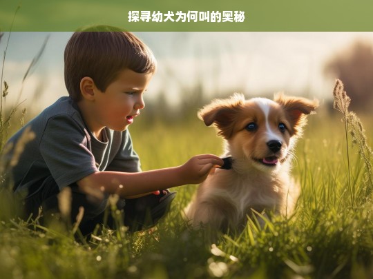 探寻幼犬为何叫的奥秘