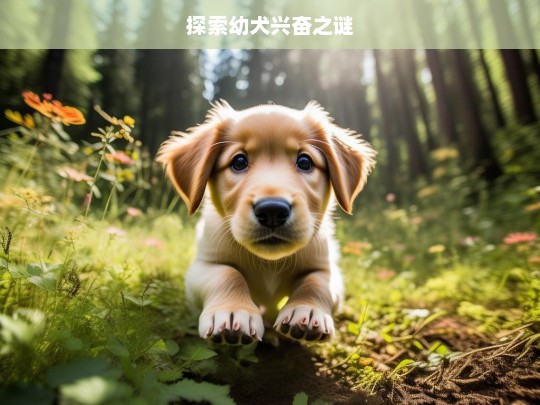 探索幼犬兴奋之谜