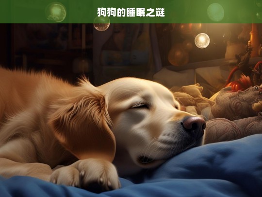 狗狗的睡眠之谜