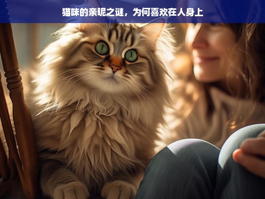 猫咪的亲昵之谜，为何喜欢在人身上