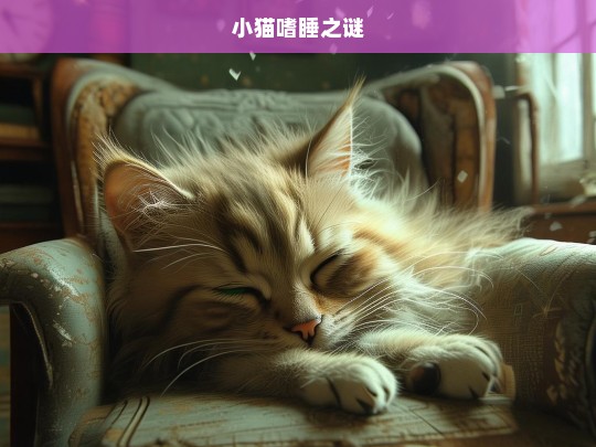 小猫嗜睡之谜