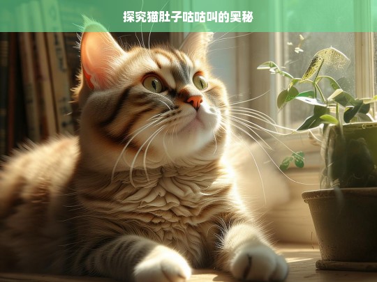 探究猫肚子咕咕叫的奥秘