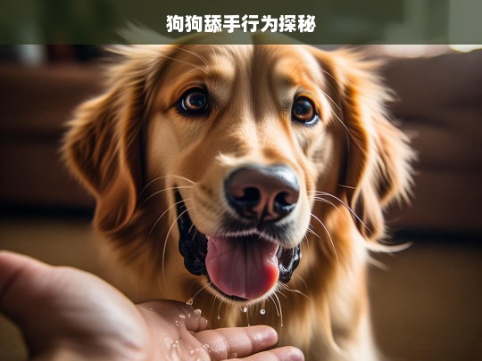 狗狗舔手行为探秘