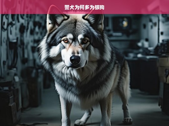 警犬为何多为狼狗