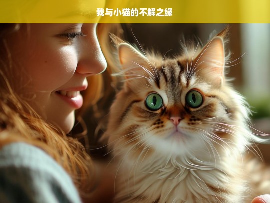 我与小猫的不解之缘