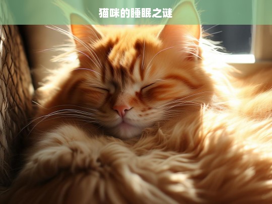 猫咪的睡眠之谜