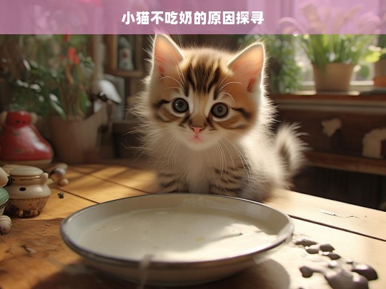 小猫不吃奶的原因探寻