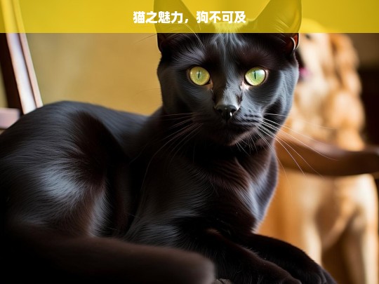 猫之魅力，狗不可及