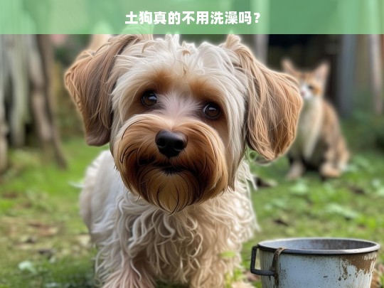 土狗真的不用洗澡吗？