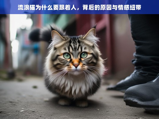 流浪猫为什么要跟着人，背后的原因与情感纽带