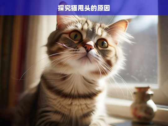 探究猫甩头的原因