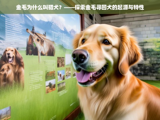 金毛为什么叫猎犬？——探索金毛寻回犬的起源与特性