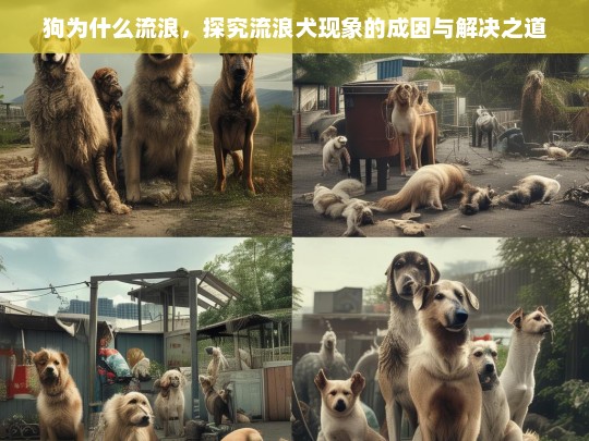 狗为什么流浪，探究流浪犬现象的成因与解决之道