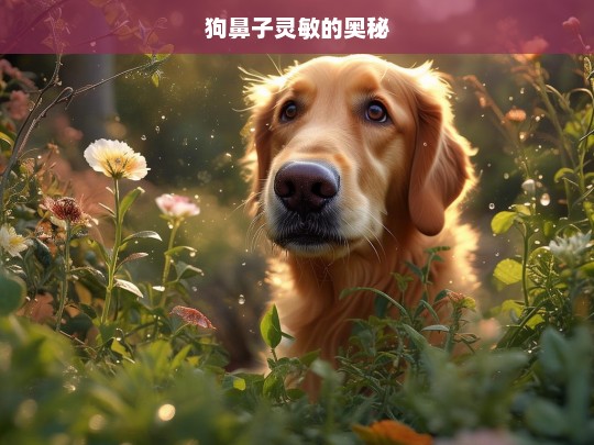 狗鼻子灵敏的奥秘